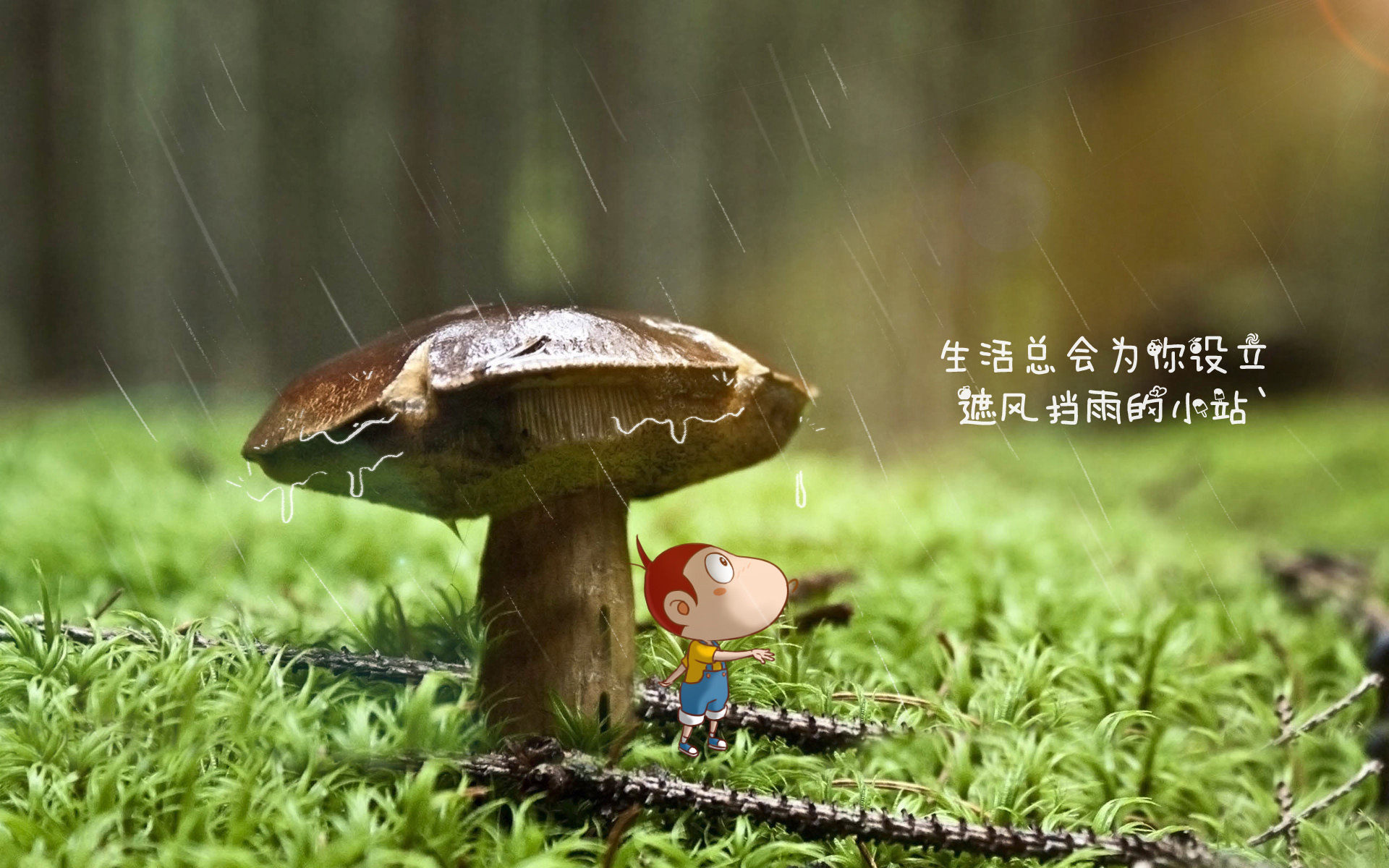 蘑菇图片_生活壁纸下载_遮风挡雨高清图片壁纸