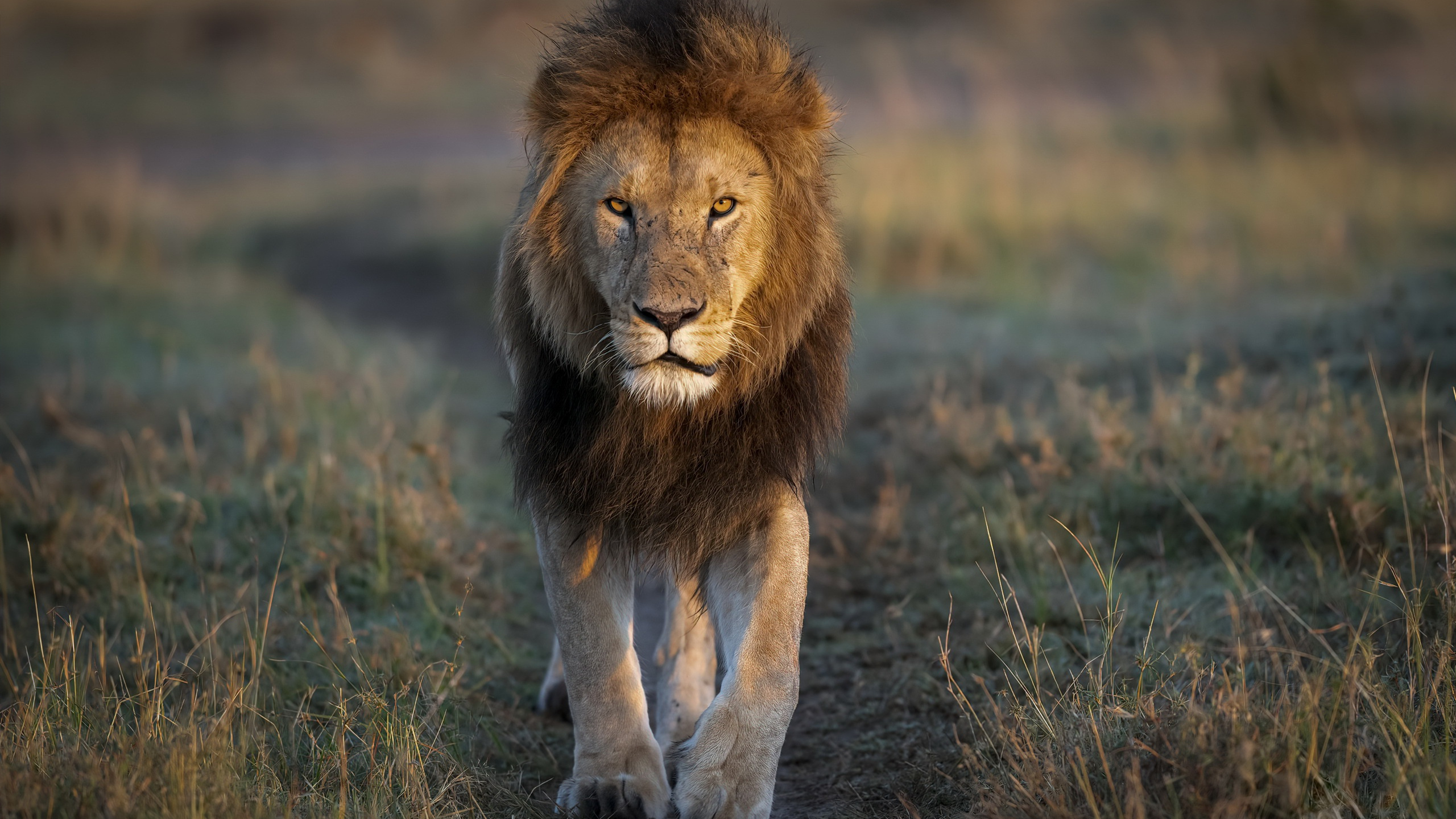 野生动物图片_狮子壁纸下载_非洲高清图片壁纸