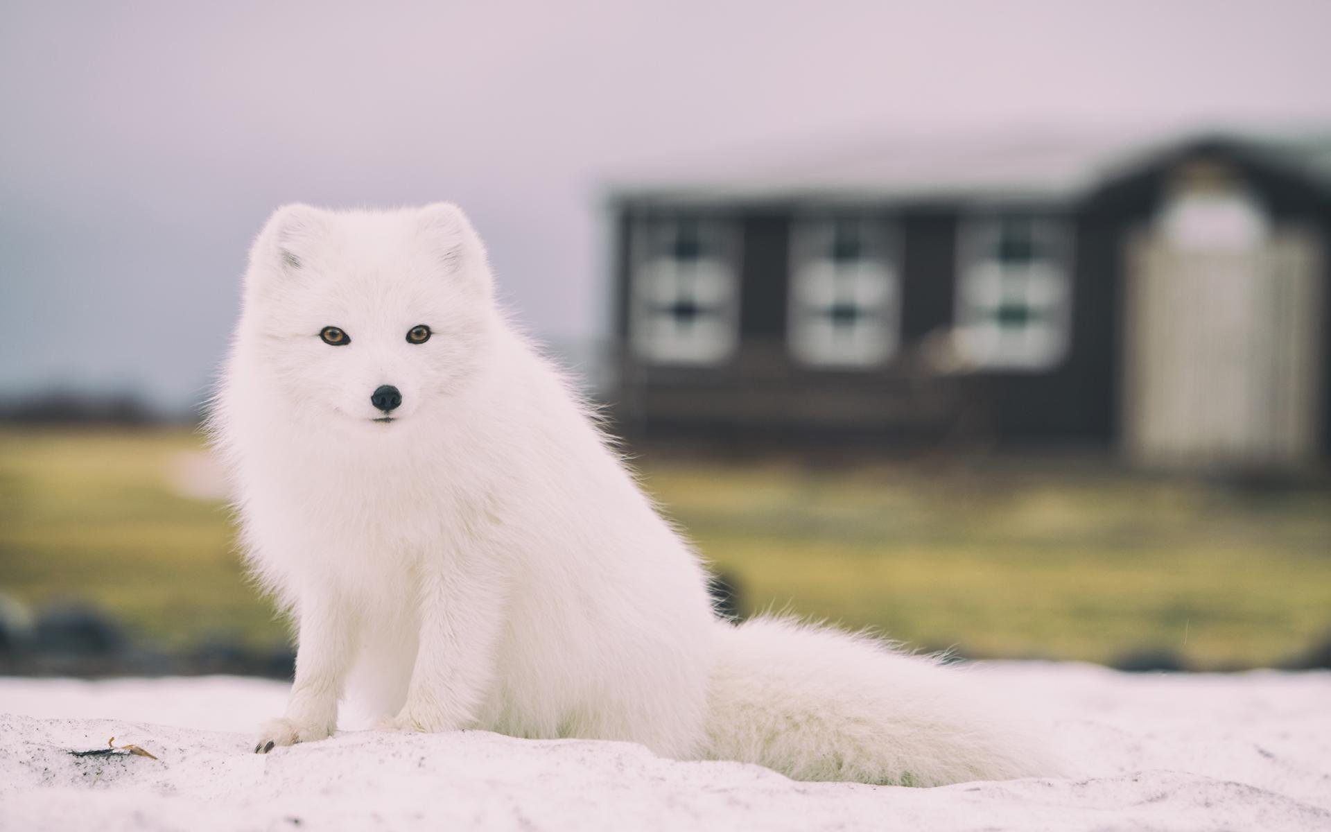 北极狐高清壁纸图片下载 我爱图片网