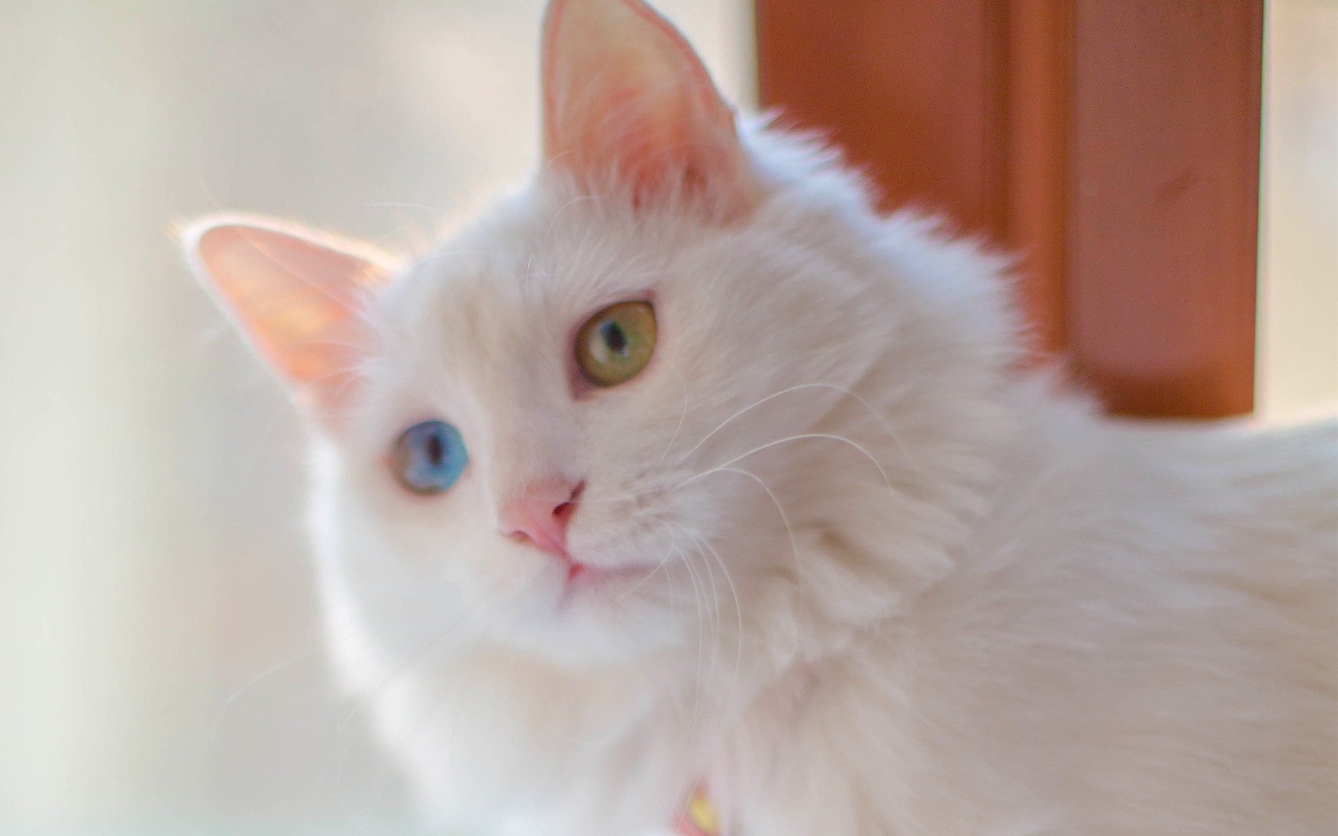 喵星人图片_可爱白色小奶猫高清壁纸图片下载