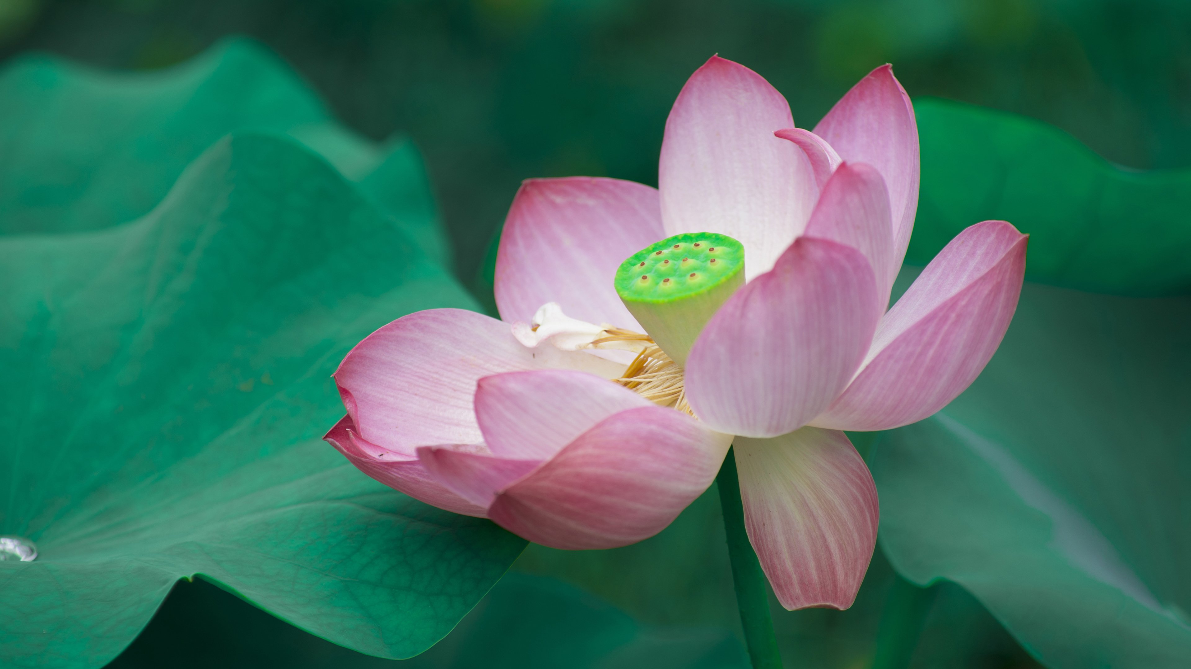 芙蓉 我爱图片网