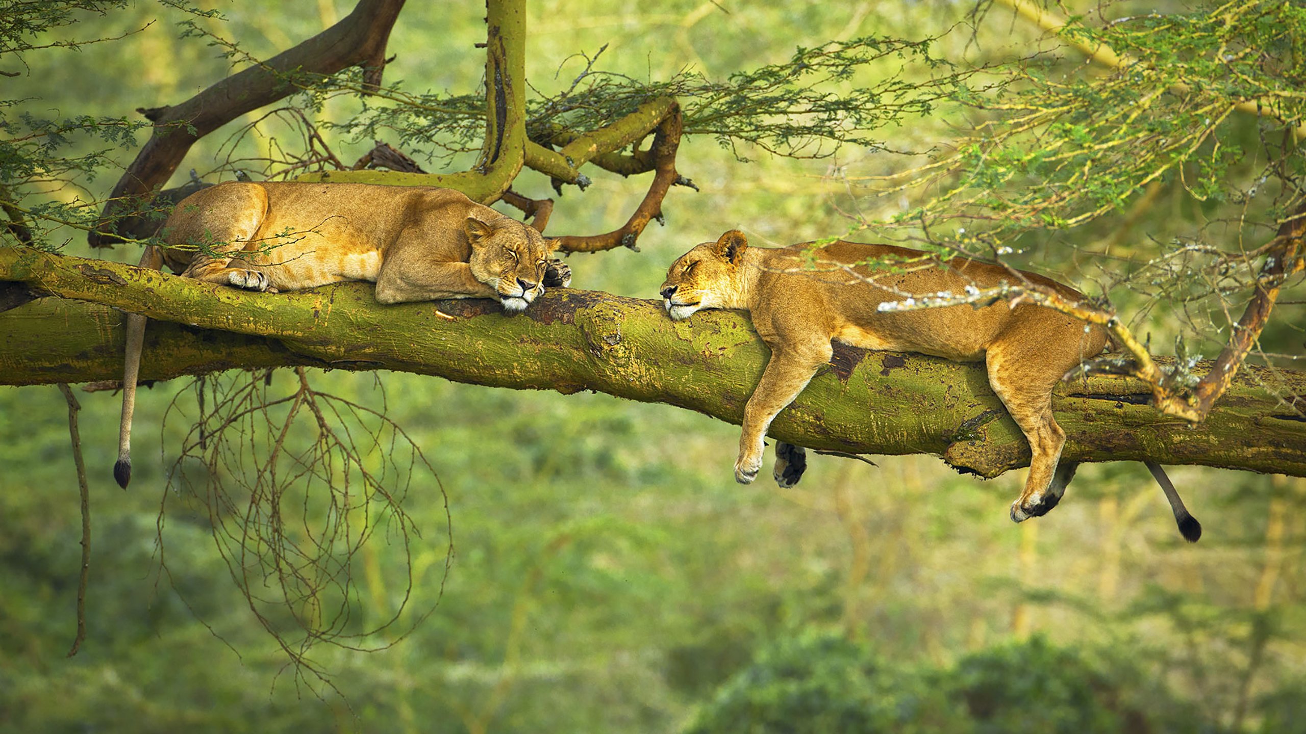 野生动物图片_狮子壁纸下载_睡觉高清图片壁纸